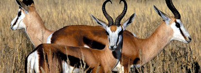 Aquila Private Game Reserve