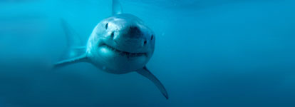 Shark Diving, Cape Town